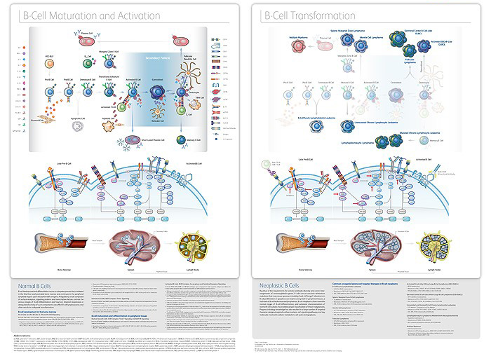 Origin of Normal and Neoplastic B Cells Poster